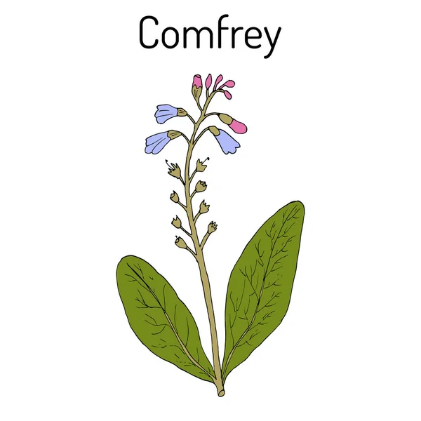 Comfrey Symphytum officinale ή boneset, knitbone, consound, ολισθηρό-ρίζα, φαρμακευτικό φυτό — Διανυσματικό Αρχείο