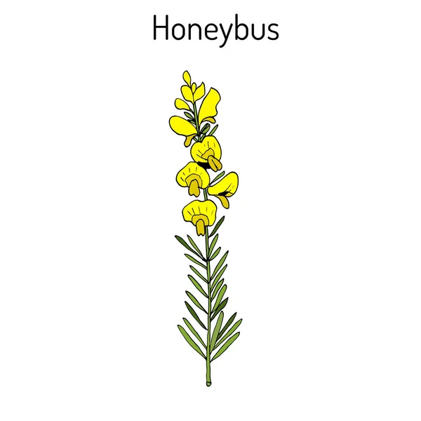 Honeybush Cyclopia intermedia, o Heuningbos, planta de té . — Vector de stock