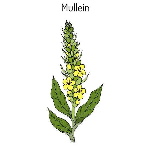 Gran muleína Verbascum thapsus, planta medicinal — Vector de stock