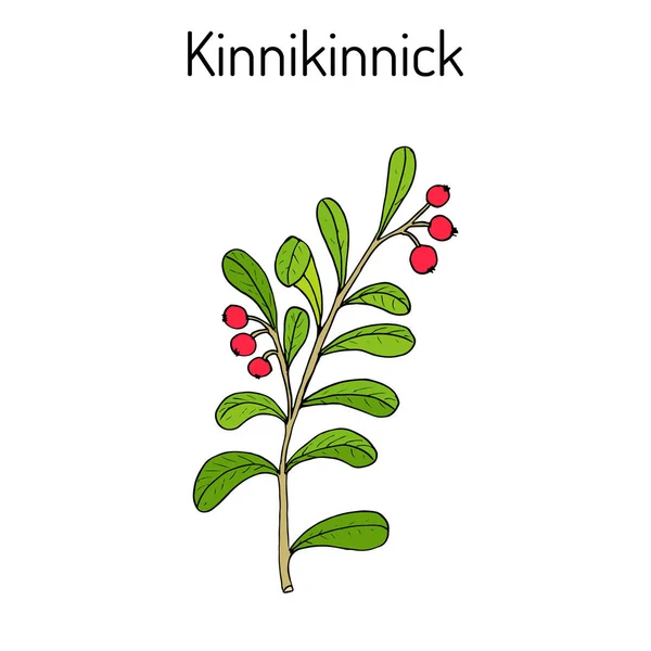 Kinnikinnick Arctostaphylos uva-ursi, or bearberry twig with berries — стоковый вектор