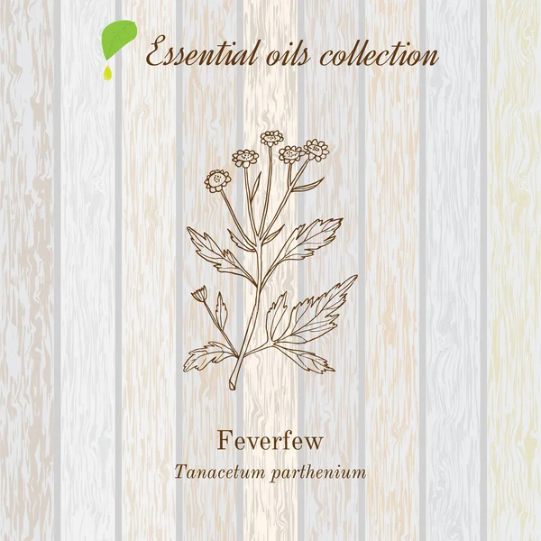 Colección de aceite esencial puro, matricaria. Textura de madera fondo — Vector de stock