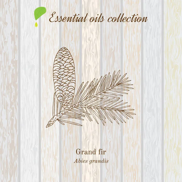Colección de aceite esencial puro, gran abeto. Textura de madera fondo — Vector de stock