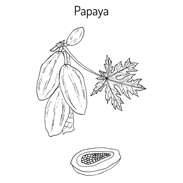 Papaya Carica papaya, o papaw, pawpaw, árbol de frutas tropicales — Vector de stock