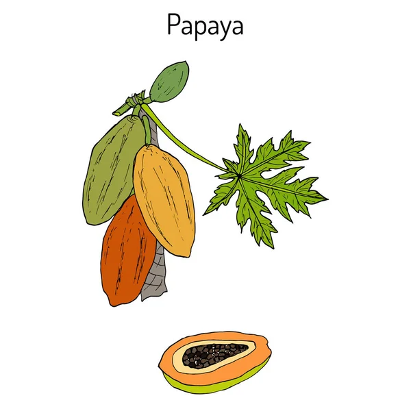Papaya Carica papaya eller papaw, pawpaw, tropiska fruktträd — Stock vektor