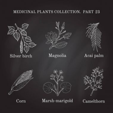 Tıbbi otlar ve bitkiler el Vintage koleksiyonu çizilmiş