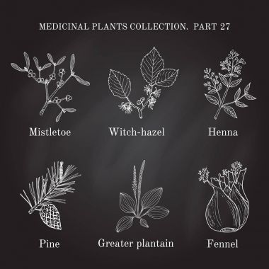 Tıbbi otlar ve bitkiler el Vintage koleksiyonu çizilmiş