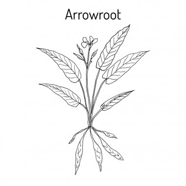 Batı Hint ararot Maranta arundinacea veya itaat bitki, araru, ararao