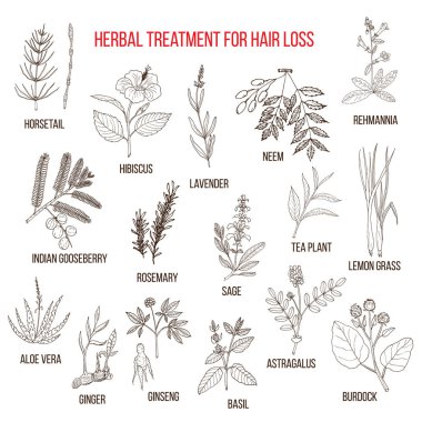 Medicinal herbs for hair loss treatment