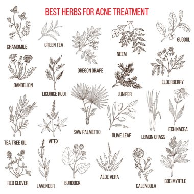 Collection of herbs for acne treatment clipart