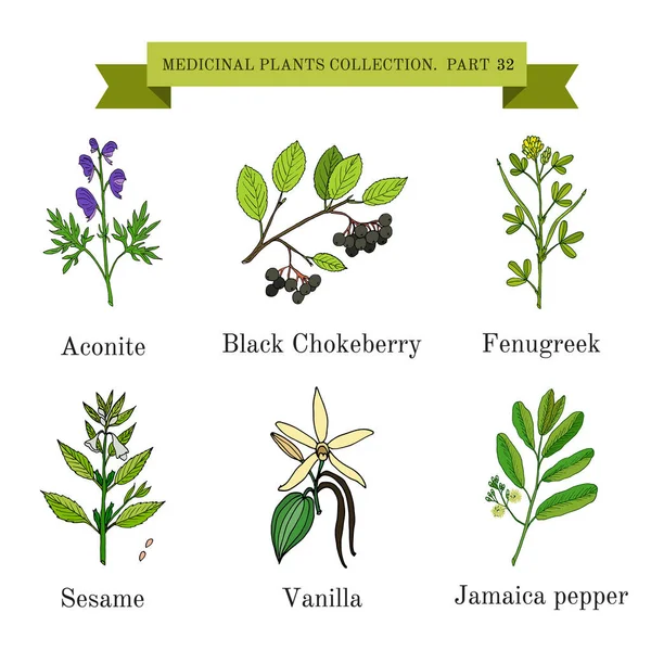 Colección vintage de hierbas y plantas medicinales dibujadas a mano, acónito, garbanzo negro, fenogreco, sésamo, vainilla, pimiento jamaica — Vector de stock