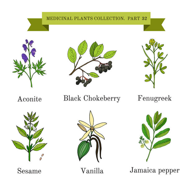 Vintage collection of hand drawn medical herbs and plants, aconite, black chokeberry, fenugreek, sesame, vanilla, jamaica pepper