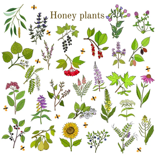 Plants - nectar sources for honey bees — Stock Vector