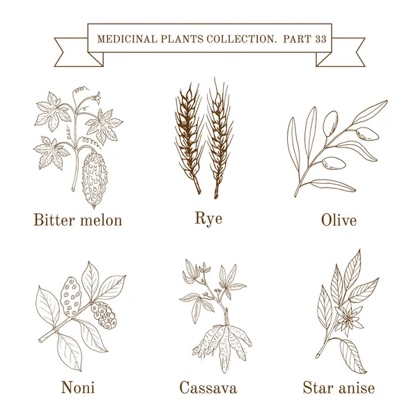 手绘的草药和植物、 苦瓜、 黑麦、 橄榄、 诺丽果、 木薯，八角茴香年份集合 — 图库矢量图片