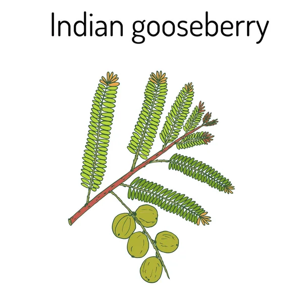 Intialainen karviainen Phyllanthus emblica, tai embolinen myrobalan, robalan, Malacca puu, amla lehdet ja marjat — vektorikuva