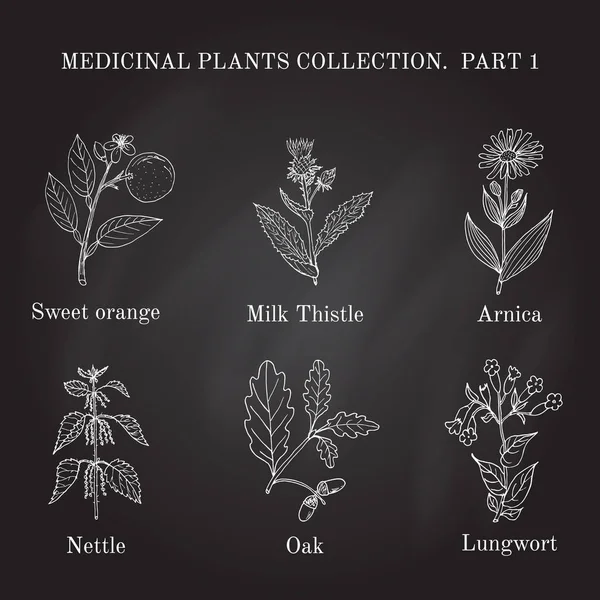 Colección vintage de hierbas y plantas medicinales dibujadas a mano . — Vector de stock