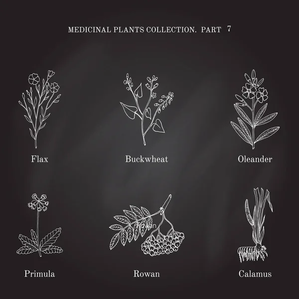Kézzel rajzolt orvosi füvek és növények len, hajdina, oleander, primula, berkenye, calamus évjárat gyűjtemény — Stock Vector