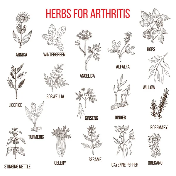 Herbes pour lutter contre l'arthrite boswellia, saule, céleri, gingembre, arnica, wintergreen, andelica, luzerne, houblon, réglisse, ginseng, romarin, curcuma, ortie, sésame, poivre de Cayenne, origan — Image vectorielle