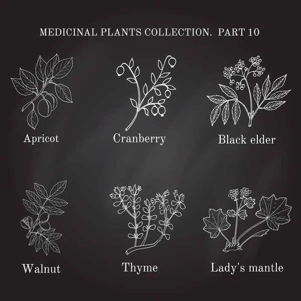 Colección vintage de hierbas y plantas medicinales dibujadas a mano, albaricoque, arándano, saúco negro, nuez, tomillo, manto de señora . — Vector de stock
