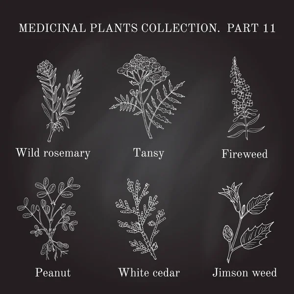 Colección vintage de hierbas y plantas medicinales dibujadas a mano . — Vector de stock