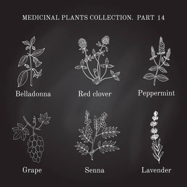 Tıbbi otlar ve bitkiler el Vintage koleksiyonu çizilmiş — Stok Vektör