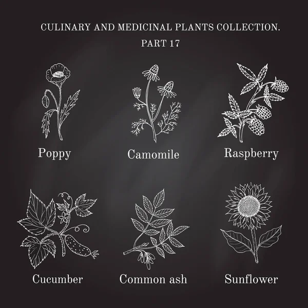 Colección vintage de hierbas y plantas medicinales dibujadas a mano — Vector de stock