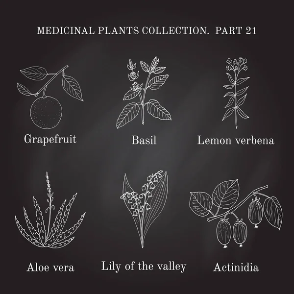 Винтажная коллекция лечебных трав и растений ручной работы — стоковый вектор