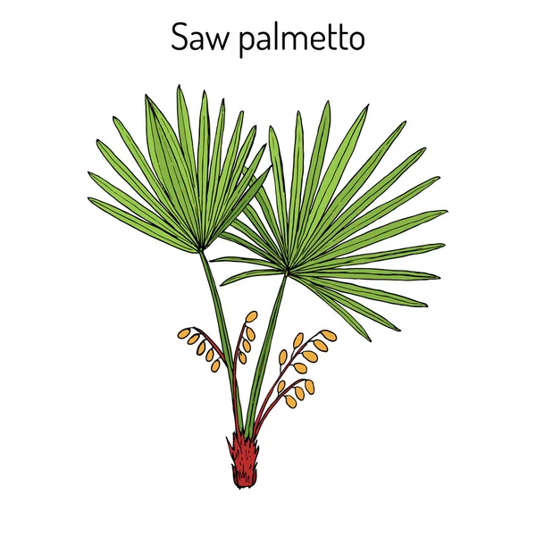 Saw Palmetto Serenoa repens, lääkepuu — vektorikuva