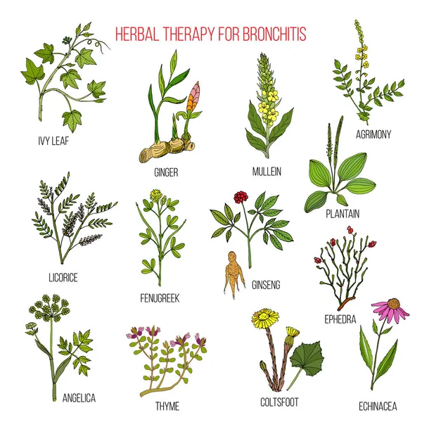 Herbal therapy for bronchitis ivy, ginger, mullein, agrimony, licorice, fenugreek, ginseng, ephedra, plantain, angelica, thyme, coltsfoot, echinacea — Stock Vector