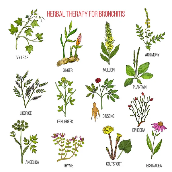 Gyógynövény-terápia a hörghurut ivy, gyömbér, Molyhos ökörfarkkóró, apró bojtorján, édesgyökér, Görögszéna, ginzeng, ephedra, útifű, angelica, kakukkfű, martilapu, echinacea — Stock Vector