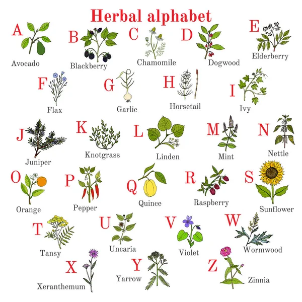 Bitkisel alfabesi, otlar ve bitkiler koleksiyonu — Stok Vektör