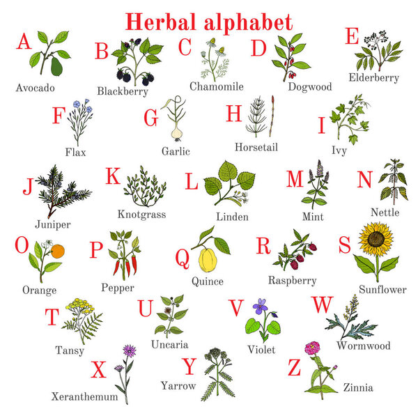 Herbal alphabet, herbs and plants collection