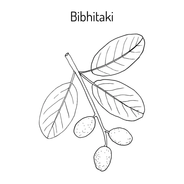 Bahera, ou bibhitaki, belérique ou bâtard myrobalan Terminalia bellirica, plante médicinale — Image vectorielle