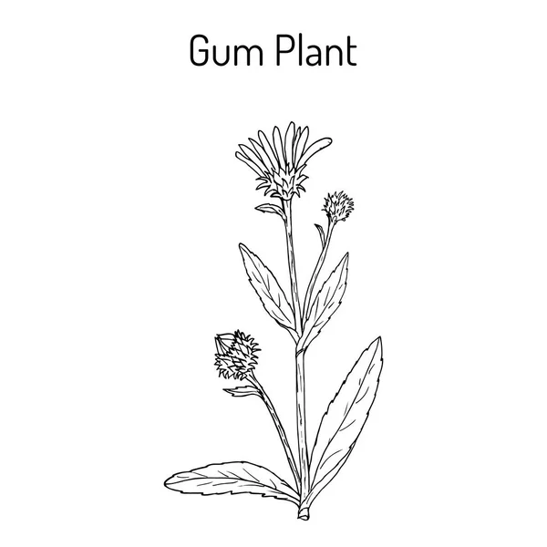 Gum Plant Grindelia squarrosa, planta medicinal — Vetor de Stock