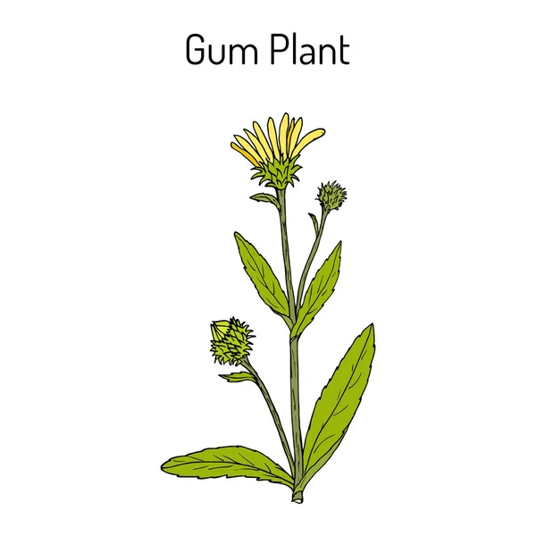 Gum Plant Grindelia squarrosa, лекарственное растение — стоковый вектор