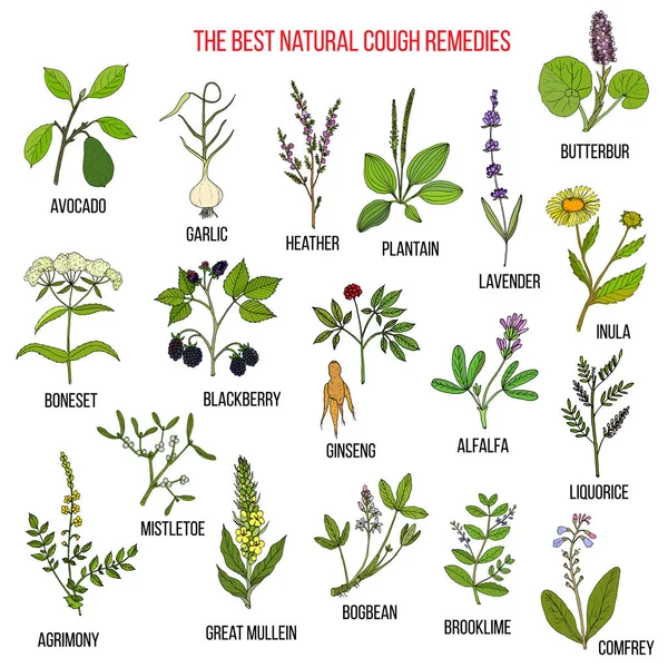 Herbes naturelles pour remèdes contre la toux — Image vectorielle