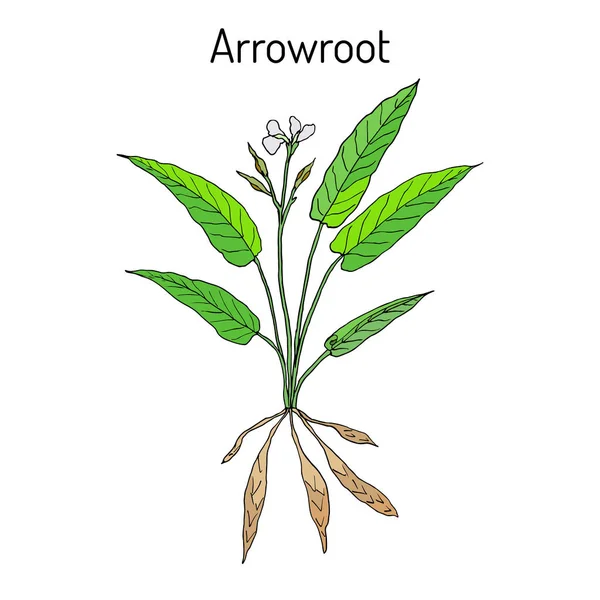 Nyugat-Indiai Nyílgyökér-Maranta arundinacea, vagy engedelmesség berendezés, araru, ararao — Stock Vector