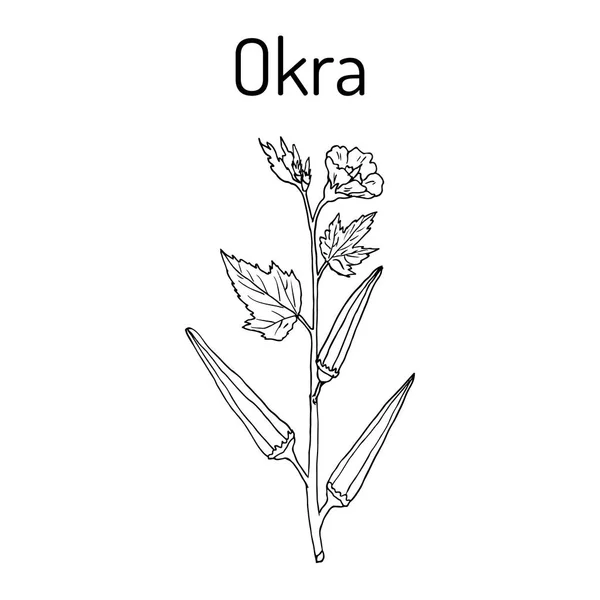 Okra Abelmoschus esculentus, o Lady Finger Plant . — Vector de stock