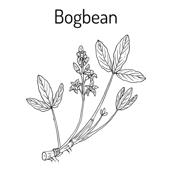 ミツガシワや buckbean — ストックベクタ