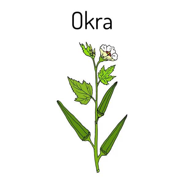 Okra Abelmoschus esculentus , or Lady Finger Plant. — Stock Vector