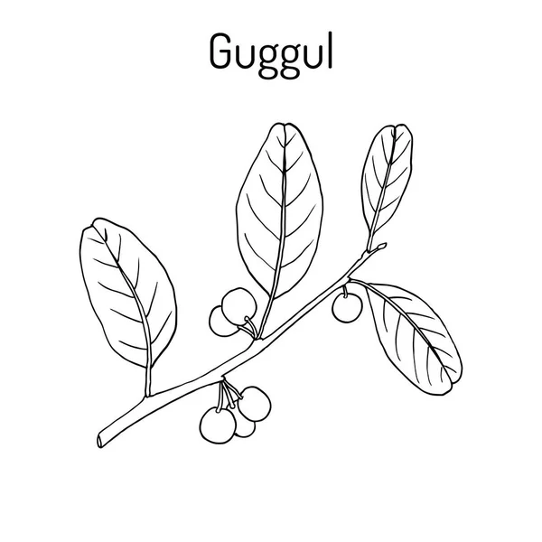 Mejor planta ayurvédica guggul Commiphora wightii, o árbol de bdelio indio, árbol de mirra Mukul — Vector de stock
