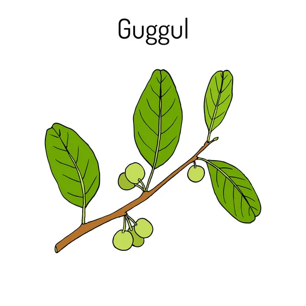 Paras ayurvedic kasvi guggul Commiphora wightii, tai Intian bdellium-puu, Mukul mirhami puu — vektorikuva