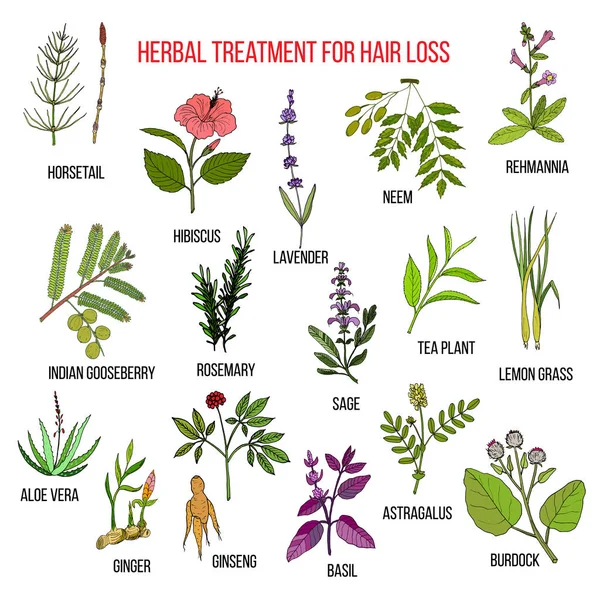 Herbes médicinales pour le traitement de la perte de cheveux — Image vectorielle