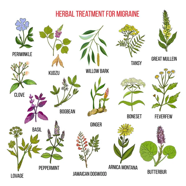 Migren yardım için şifalı bitkiler topluluğu — Stok Vektör