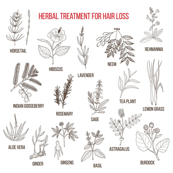 Hierbas medicinales para el tratamiento de la pérdida del cabello — Vector de stock