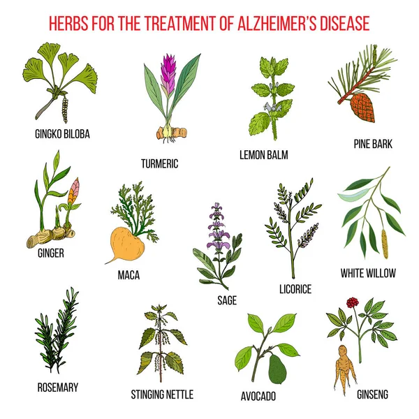 Colección de hierbas para la enfermedad de Alzheimer — Archivo Imágenes Vectoriales