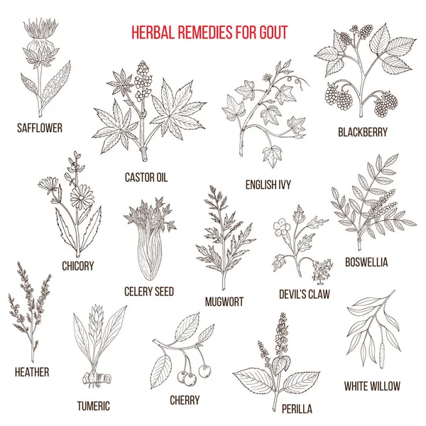 Collection of natural herbs for gout — Stock Vector