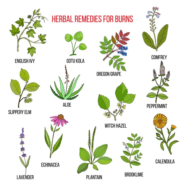 Collection of herbs for burns — Stock Vector