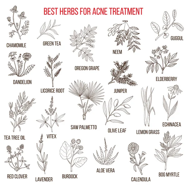 Colección de hierbas para el tratamiento del acné — Vector de stock