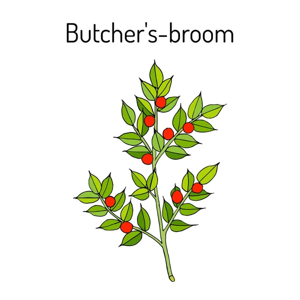 Ginestra da macellaio Ruscus aculeatus, o Agrifoglio del ginocchio, Bacca di Natale - pianta sempreverde — Vettoriale Stock