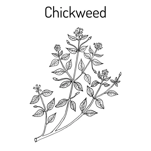 만 Stellaria 미디어 또는 chickenwort, craches, maruns, winterweed — 스톡 벡터